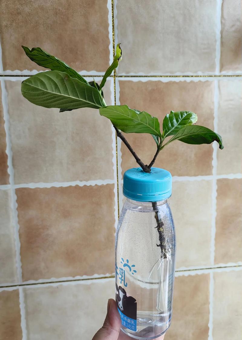 栀子水养怎么活？关键技巧有哪些？-图1