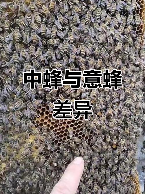 意蜂哪个品种最好？-图3