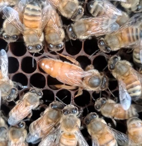 意蜂哪个品种最好？-图2