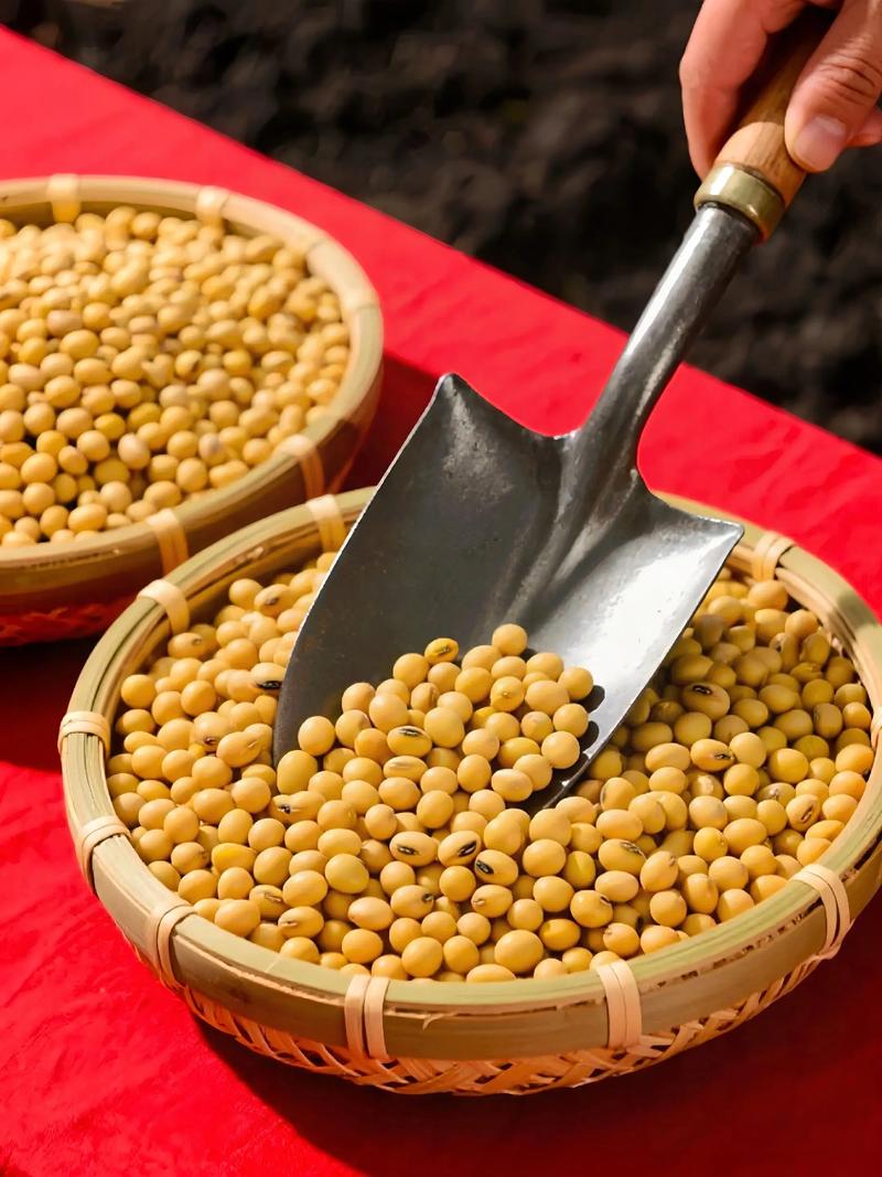 黑龙江黄豆今日最新价格多少？-图3