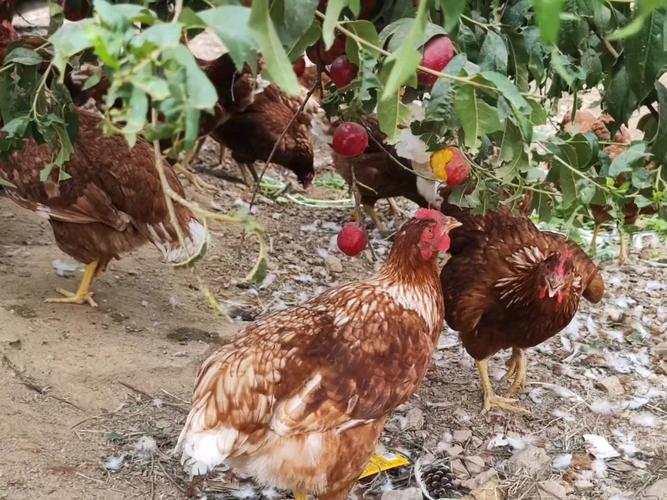 什么鸡下蛋能力最强?-图2 什么鸡下蛋能力最强?-图2