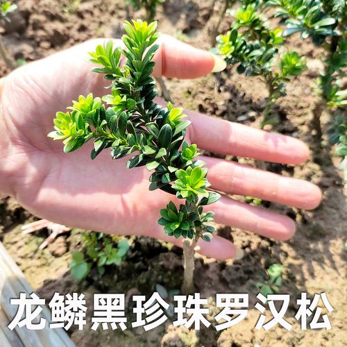 黑珍珠罗汉松有何独特魅力？-图3