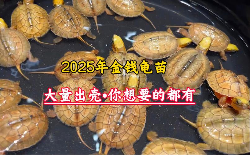 2025金钱龟价格会涨还是跌？-图2