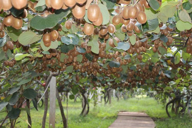 猕猴桃树种植视频，关键技术有哪些？-图1