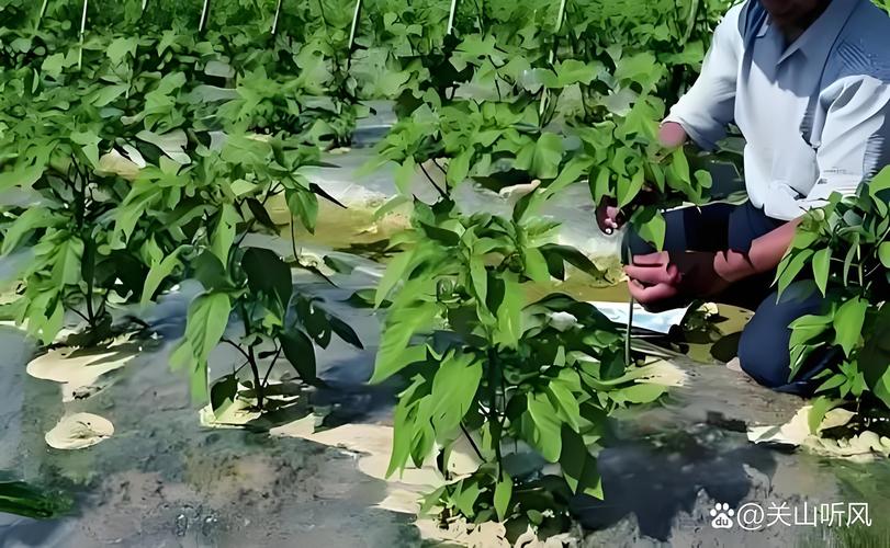 辣椒种植技术有哪些关键要点?-图2 辣椒种植技术有哪些关键要点?-图2