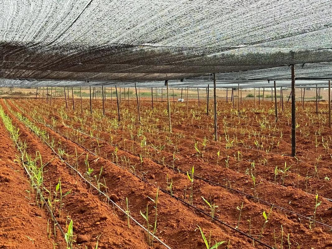 北方生姜如何实现高产种植?-图3 北方生姜如何实现高产种植?-图3