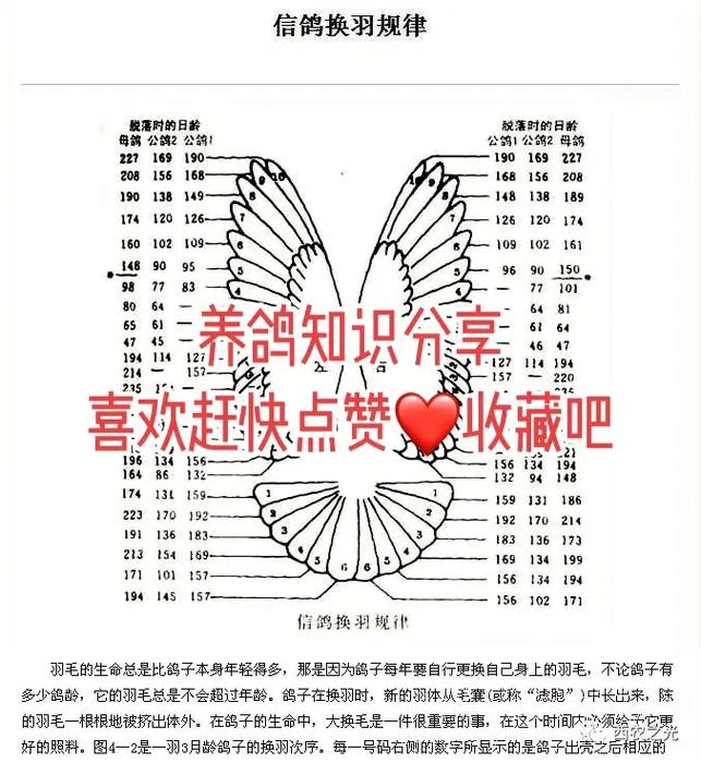 哪里能学到专业的养鸽子技术?-图1 哪里能学到专业的养鸽子技术?-图1