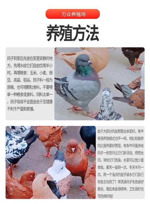 哪里能学到专业的养鸽子技术?-图3 哪里能学到专业的养鸽子技术?-图3