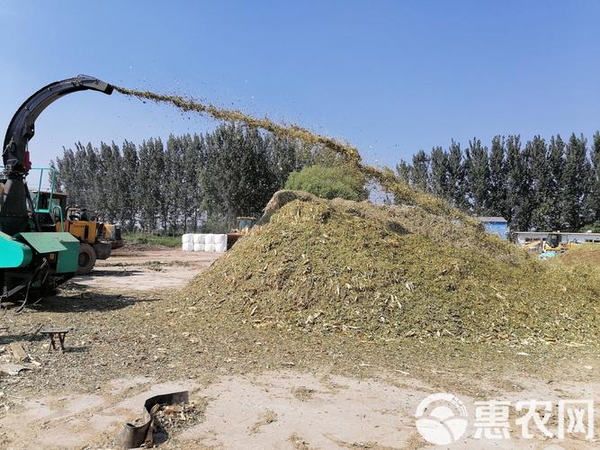 秋后玉米秸秆黄贮技术如何高效利用?-图1 秋后玉米秸秆黄贮技术如何高效利用?-图1