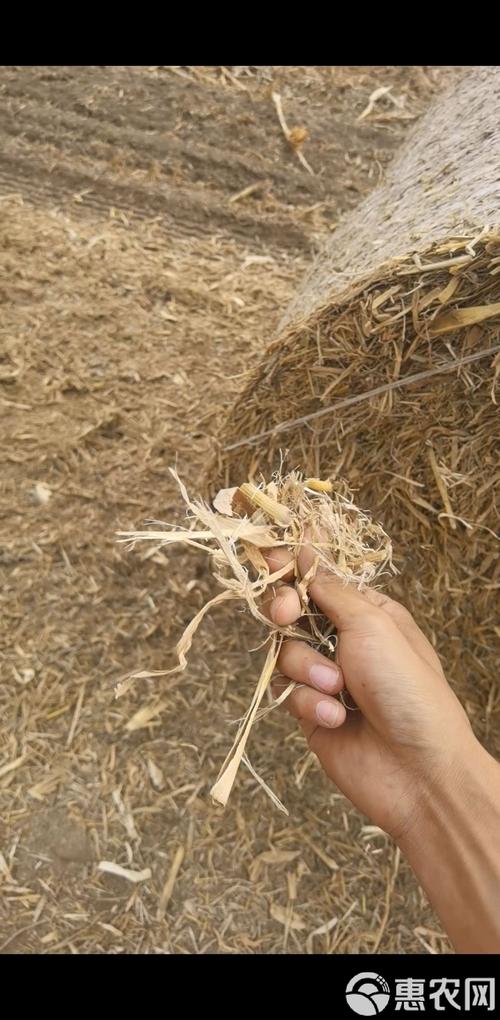 秋后玉米秸秆黄贮技术如何高效利用?-图2 秋后玉米秸秆黄贮技术如何高效利用?-图2