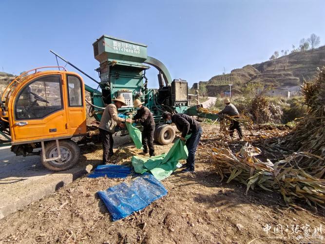 秋后玉米秸秆黄贮技术如何高效利用?-图3 秋后玉米秸秆黄贮技术如何高效利用?-图3