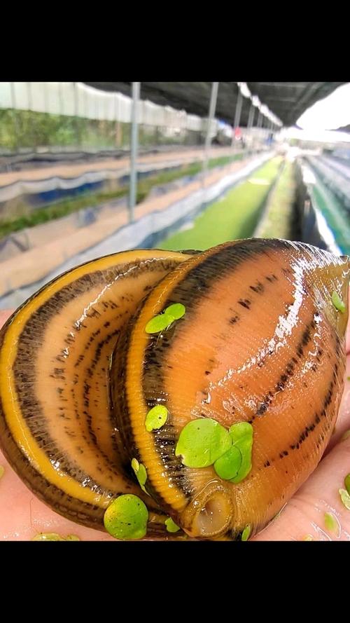 宽体金线水蛭养殖技术要点有哪些？-图2