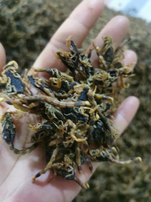 安徽亳州全蝎价格行情如何？-图1