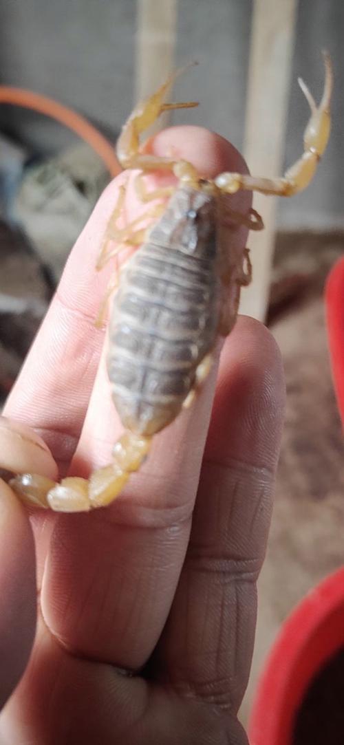 安徽亳州全蝎价格行情如何？-图3