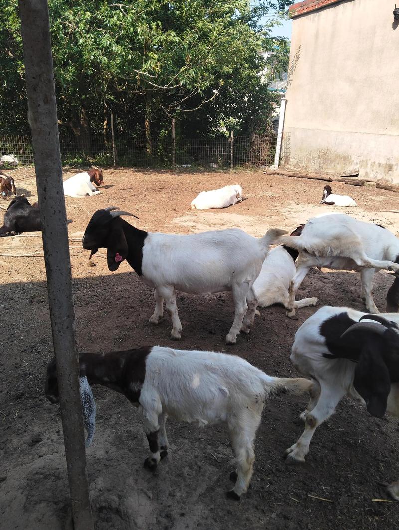 大耳羊2025年价格会涨还是跌？-图1