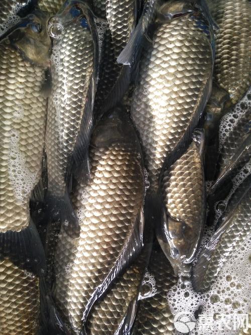 淡水鱼品种照片,常见养殖种类有哪些?-图3 淡水鱼品种照片,常见养殖种类有哪些?-图3