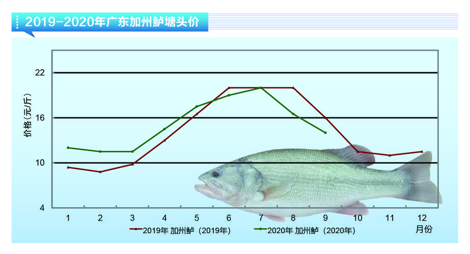 河南加州鲈鱼价格接下来会涨还是跌？-图2