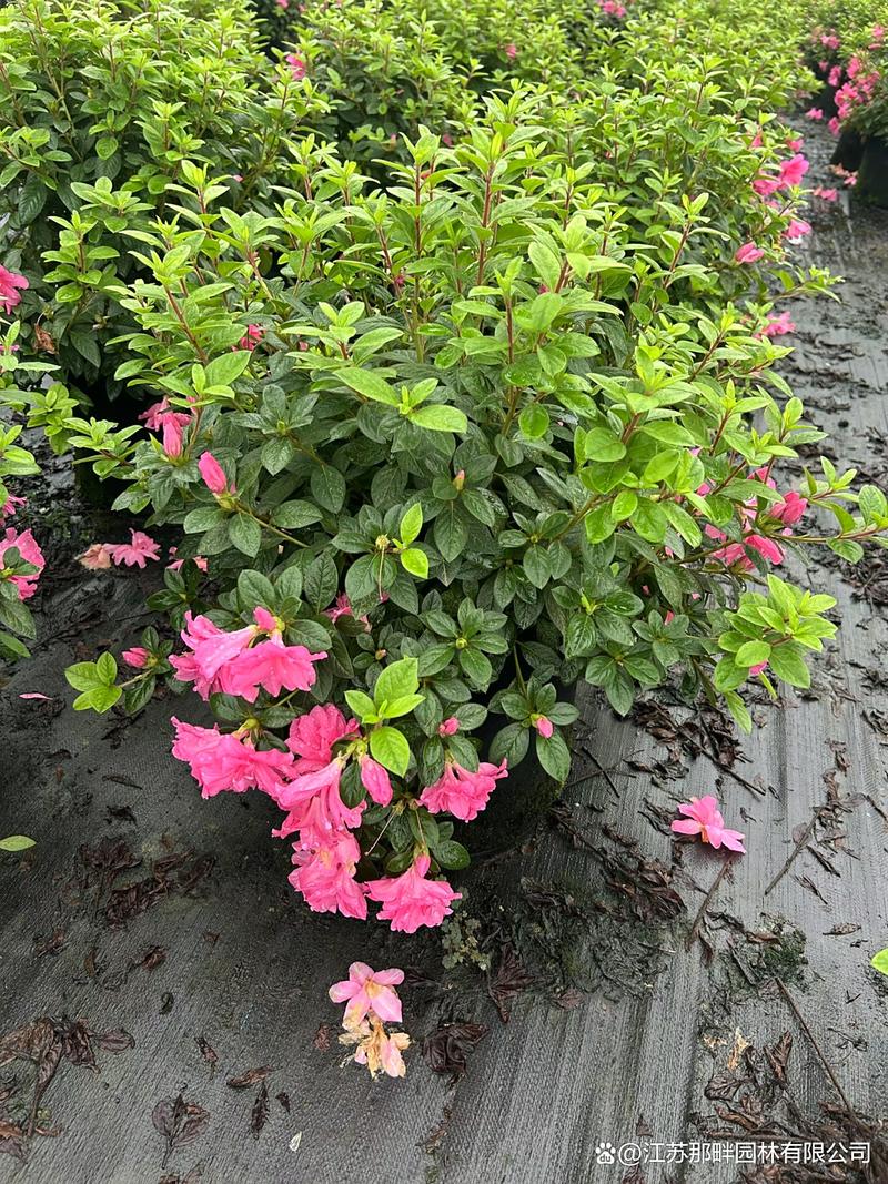 美国杜鹃花是哪个品种?-图1 美国杜鹃花是哪个品种?-图1