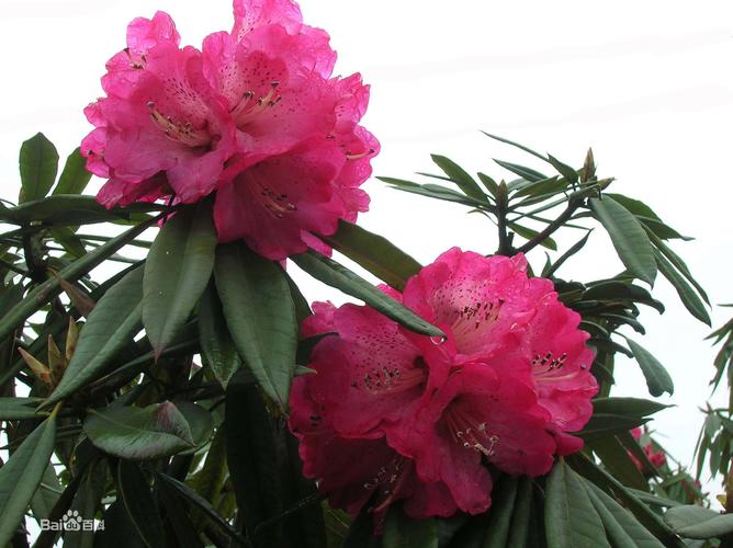 美国杜鹃花是哪个品种？-图2