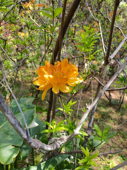 美国杜鹃花是哪个品种？-图3