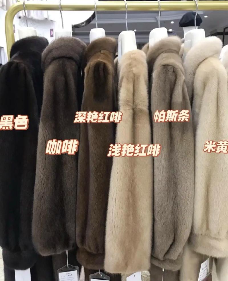 大连短毛黑种水貂价格多少?-图1 大连短毛黑种水貂价格多少?-图1