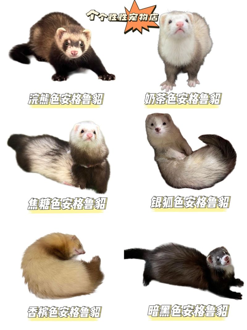 大连短毛黑种水貂价格多少？-图3