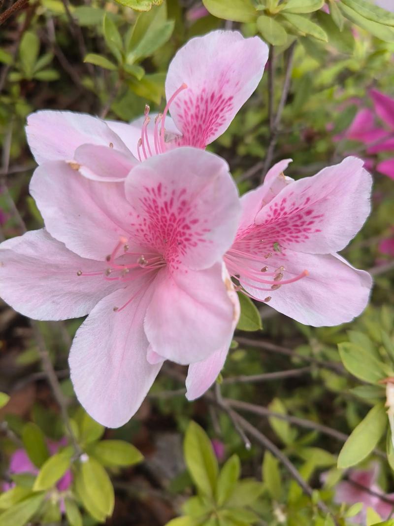 杜鹃花什么颜色品种最好看？-图2