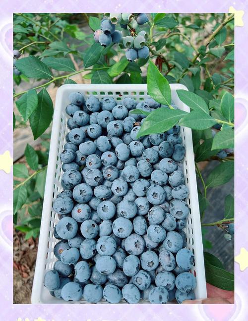 蓝莓品种那么多，到底哪个最好吃？-图2