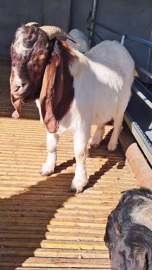 山东农科院山羊好品种有何优势？-图2