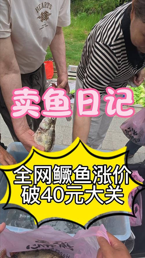 今日江苏桂鱼价格多少钱一斤?-图3 今日江苏桂鱼价格多少钱一斤?-图3