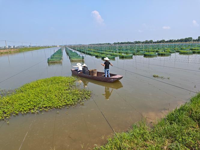 湖北黄鳝养殖技术培训如何快速掌握核心技巧?-图2 湖北黄鳝养殖技术培训如何快速掌握核心技巧?-图2