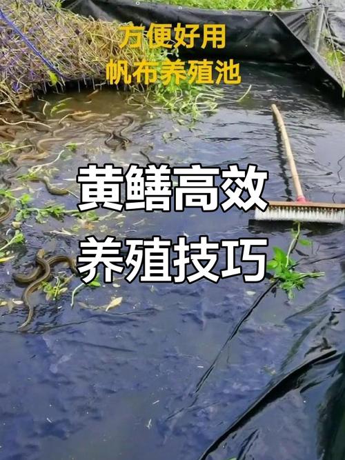 湖北黄鳝养殖技术培训如何快速掌握核心技巧？-图3