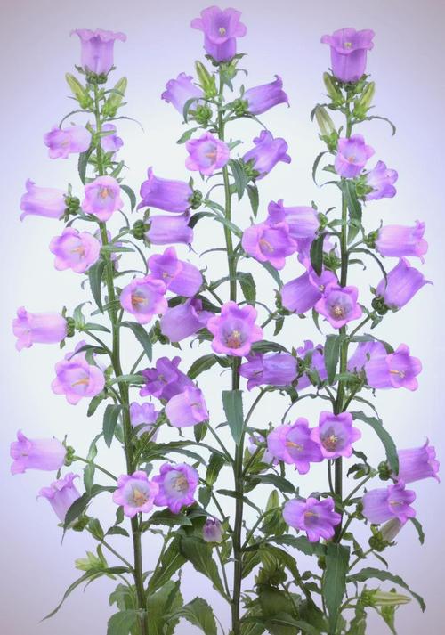 风铃草怎么种?管理有哪些关键技巧?-图3 风铃草怎么种?管理有哪些关键技巧?-图3