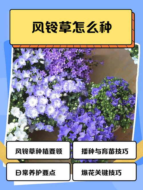 风铃草怎么种?管理有哪些关键技巧?-图1 风铃草怎么种?管理有哪些关键技巧?-图1