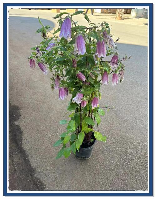 风铃草怎么种?管理有哪些关键技巧?-图2 风铃草怎么种?管理有哪些关键技巧?-图2