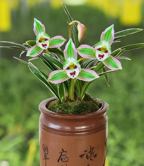 长的高兰花是哪个品种？-图2