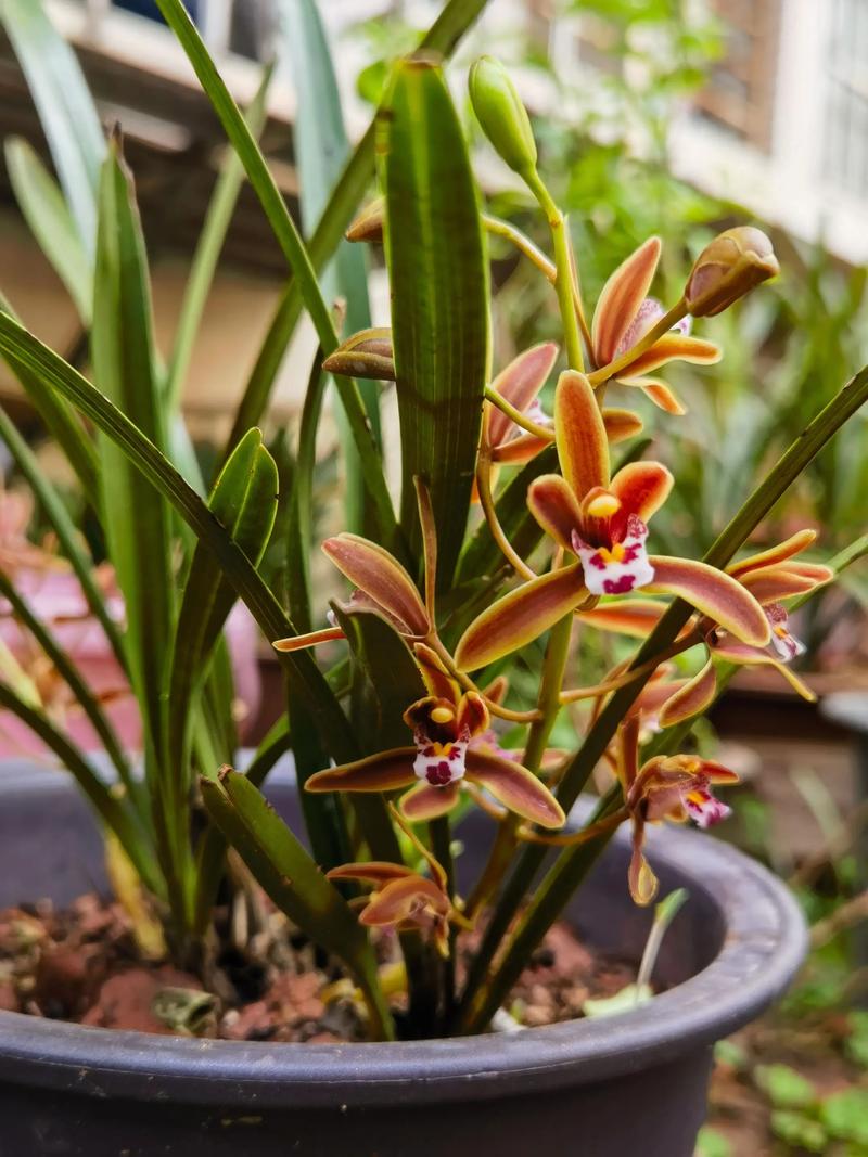 长的高兰花是哪个品种？-图3