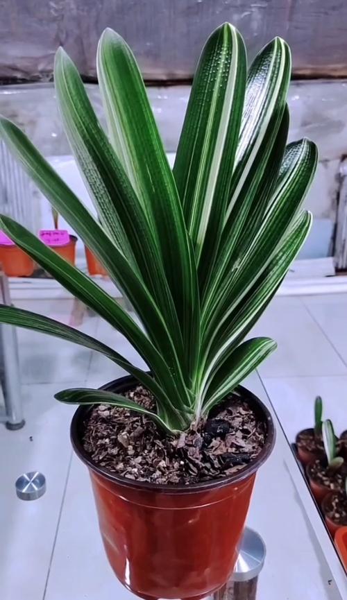 北方君子兰究竟有多少品种?-图2 北方君子兰究竟有多少品种?-图2