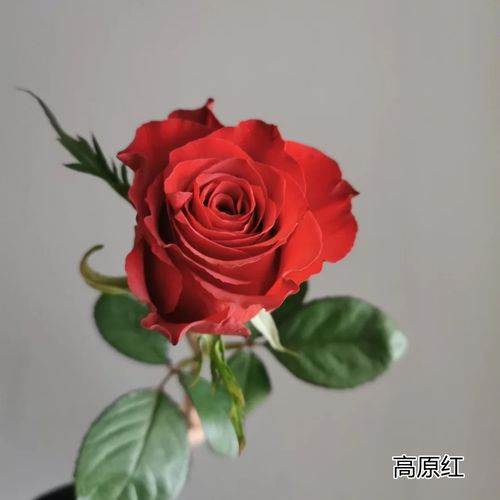 国产玫瑰最好品种是哪个?-图1 国产玫瑰最好品种是哪个?-图1