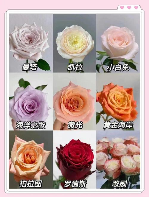 国产玫瑰最好品种是哪个?-图3 国产玫瑰最好品种是哪个?-图3