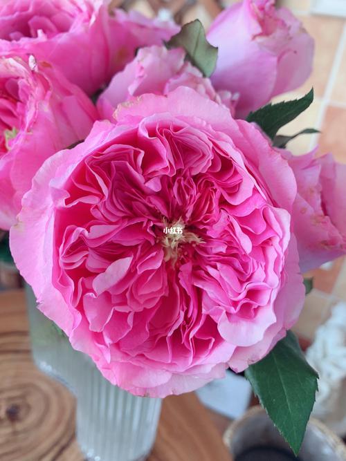 国产玫瑰最好品种是哪个?-图2 国产玫瑰最好品种是哪个?-图2