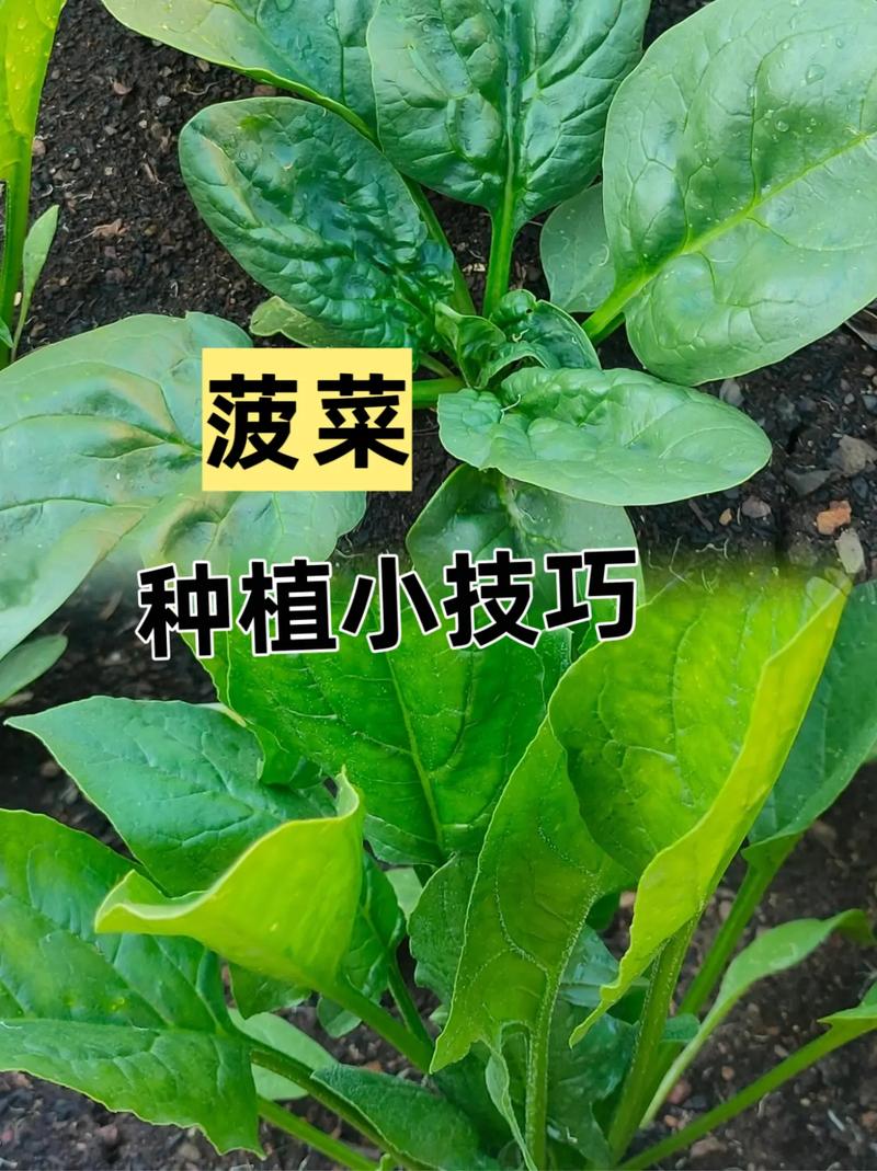 菠菜高产栽培技术有哪些关键要点?-图2 菠菜高产栽培技术有哪些关键要点?-图2