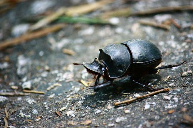 2025年牛屎龟价格会涨还是跌？-图1