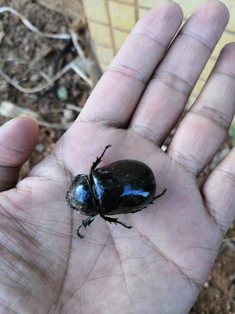 2025年牛屎龟价格会涨还是跌？-图2