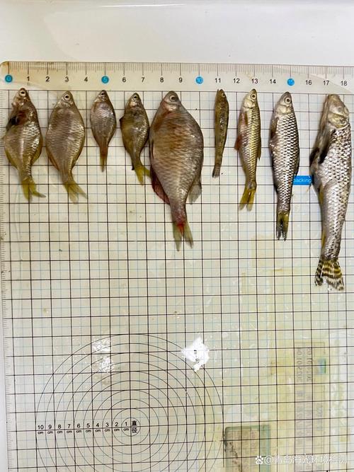 麦穗鱼繁殖技术视频有哪些关键步骤?-图3 麦穗鱼繁殖技术视频有哪些关键步骤?-图3