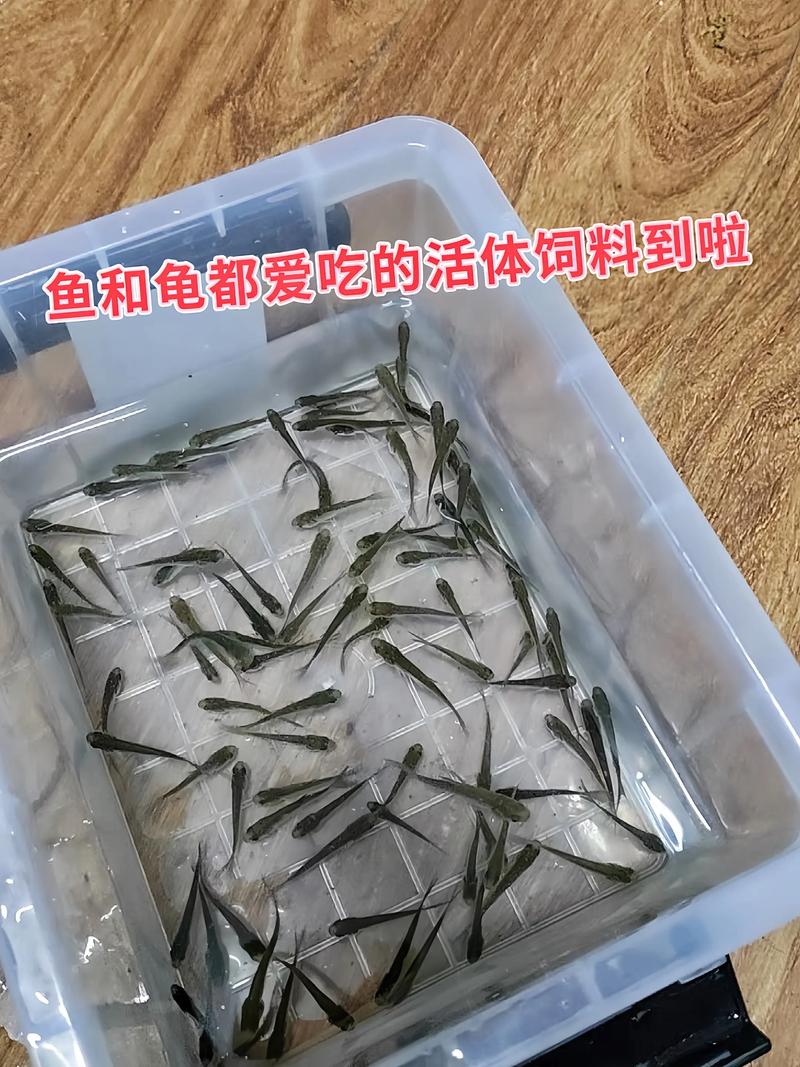 麦穗鱼繁殖技术视频有哪些关键步骤?-图2 麦穗鱼繁殖技术视频有哪些关键步骤?-图2