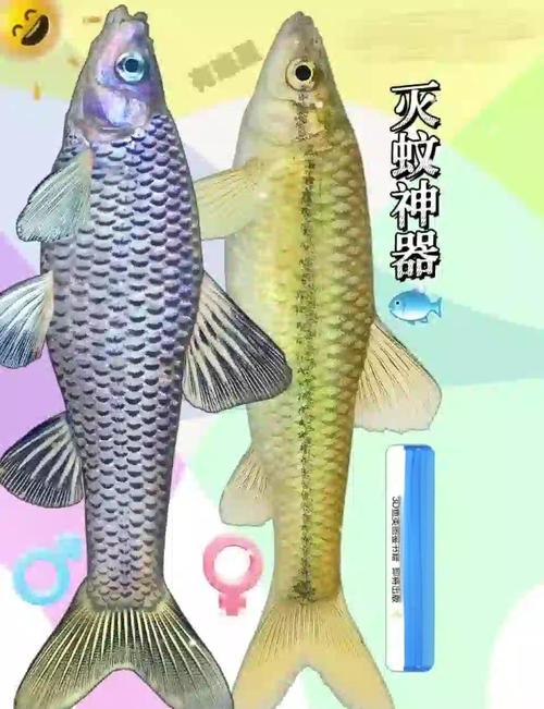 麦穗鱼繁殖技术视频有哪些关键步骤?-图1 麦穗鱼繁殖技术视频有哪些关键步骤?-图1