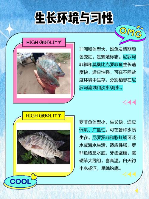 和罗非鱼品种类似的鱼-图1