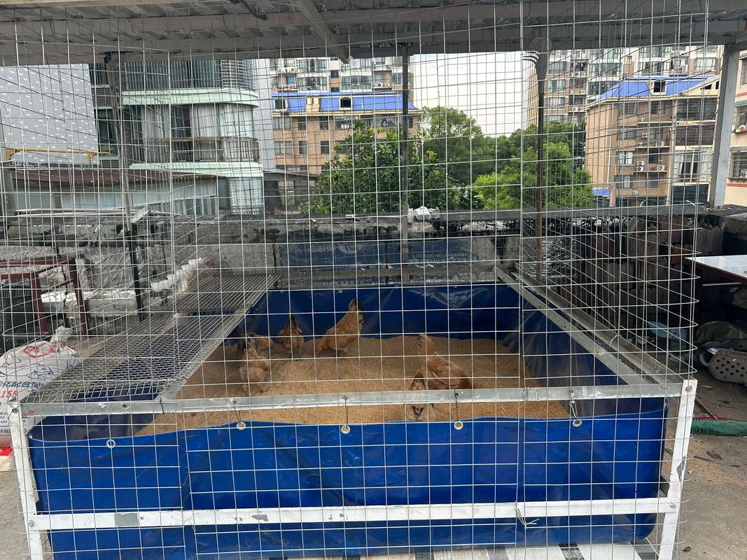 网床养鸡技术视频大全-图3 网床养鸡技术视频大全-图3