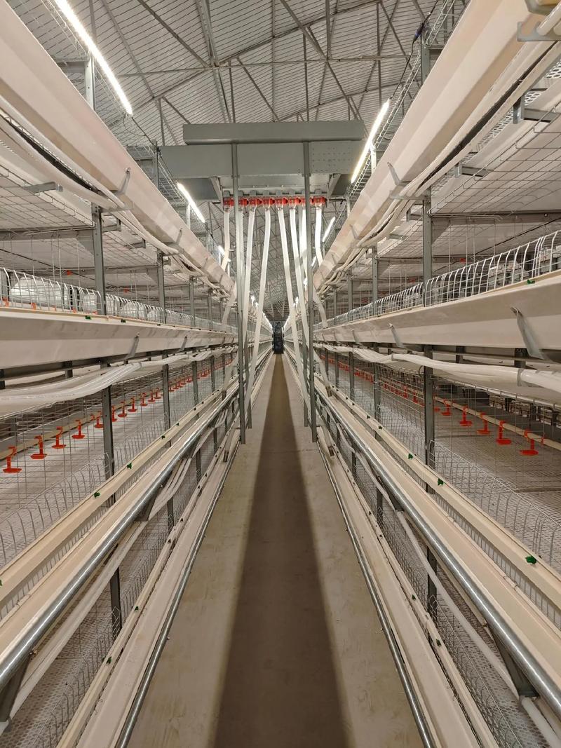 网床养鸡技术视频大全-图2 网床养鸡技术视频大全-图2